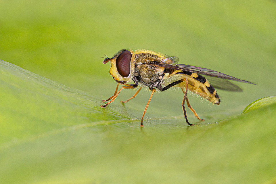 Macro photograph of a European Hoverfly, Epistrophe grossulariae, photographed in Sheffield, UK.