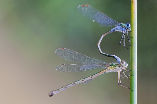 Macro photograph of a pair of Emerald Damselflies (Lestes sponsa) in the mating ritual on a reed, photographed at Potteric Carr Nature Reserve.