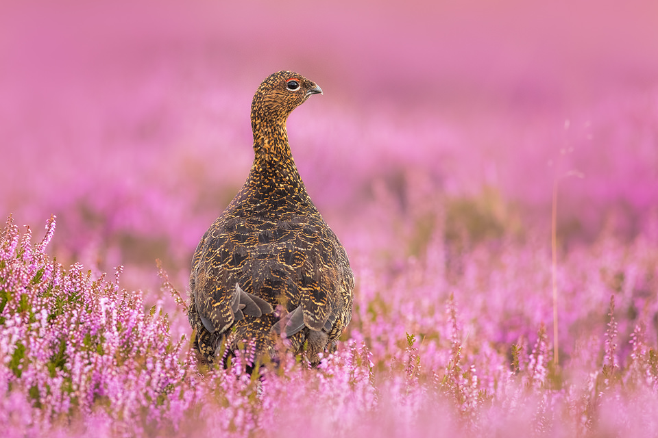 Peak District Red Grouse - Peak District Wildlife Photography