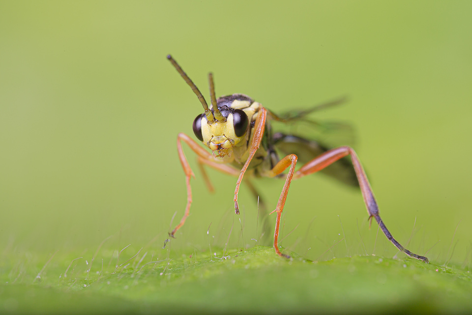 Macro photograph of a tiny fly on a leaf, photographed in Sheffield, UK.