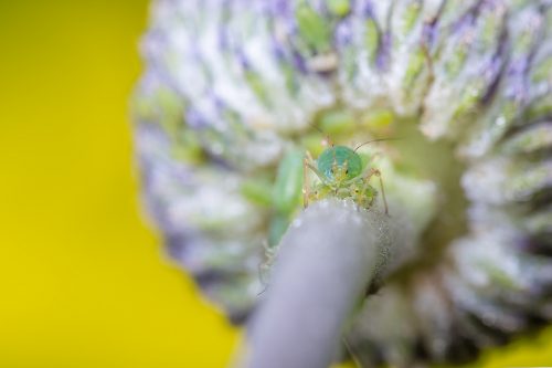 A macro photograph of some Aphids, Aphidoidea, photographed in Sheffield, UK.
