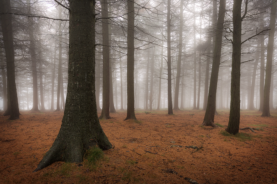 Misty morning at Shillito Wood - Peak District Photography