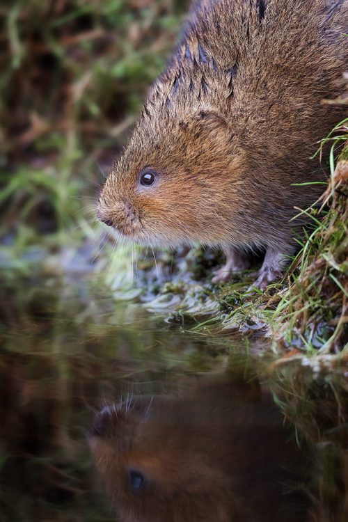 Water vole reflected in an upland stream - Peak District Wildlife Photography