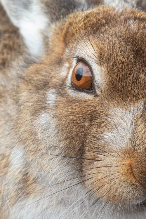 Mountain hare eye. Close up photograph of the eye of a mountain hare (Lepus timidus) sheltering in a snowy form in the Peak District National Park.