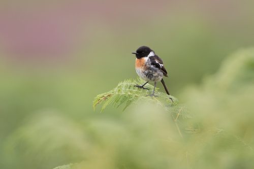 Juvenile Stonechat perched on a fern in the Peak District National Park. As the name 'Stonechat' suggests, the birds sharp call sounds like two stones being tapped together.