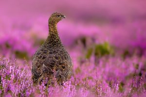 Peak District Red Grouse