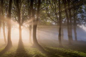 King's Piece Misty Woodland