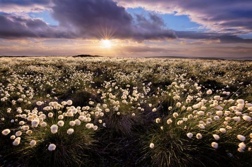 IGPOTY 2017