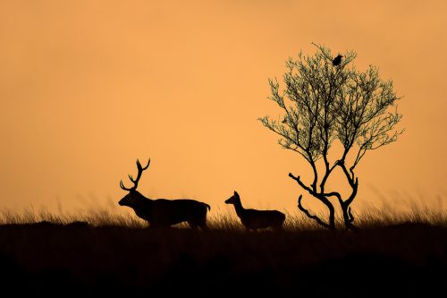 silhouette of a Red Deer stag and doe at dawn - Peak District Wildlife Photography
