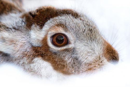 Patchwork Mountain Hare. A Mountain Hare (Lepus timidus) midway into moulting into its brown summer coat. Derbyshire, Peak District National Park.