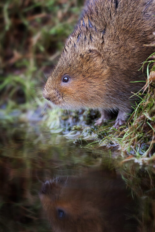 Water Vole Greetings card, wildlife greetings card, peak district greetings cards