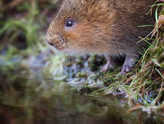 Water Vole Greetings card, wildlife greetings card, peak district greetings cards