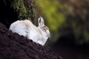 Derbyshire Mountain Hare - Peak District Wildlife photography
