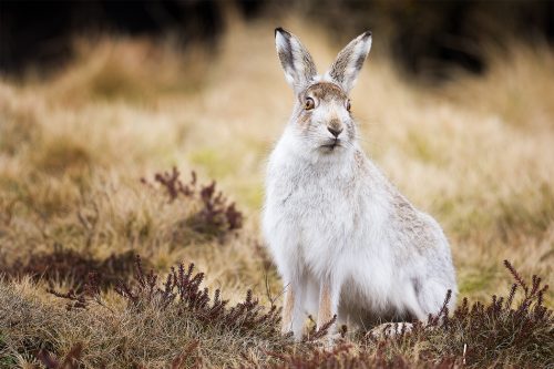 Alert Mountain Hare. I like to photograph the hares right after the snow melt while they're still in their white winter coats before they change back to summer browns and disappear into the landscape once again. Derbyshire, Peak District National Park.