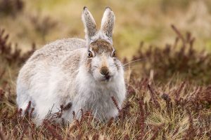 Peak District Mountain Hare - British Wildlife photography