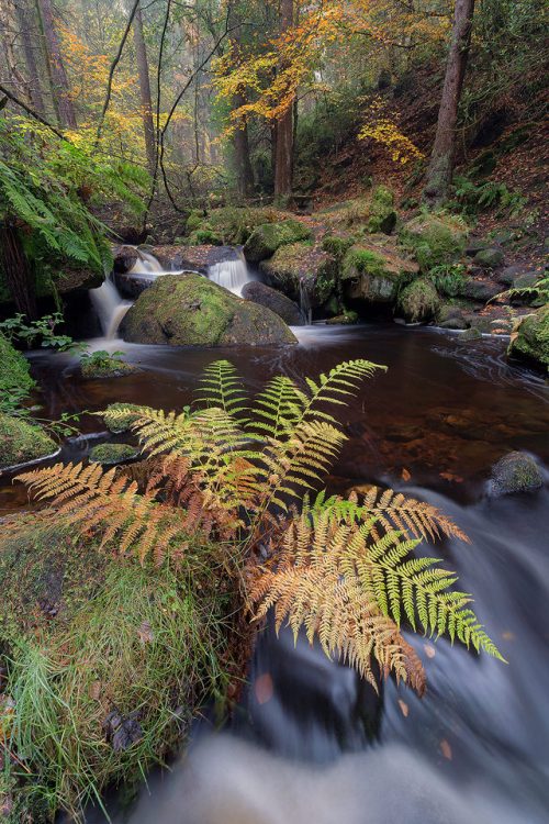 Wyming Brook Fern - Peak District Photography, Highly Commended, Wild Woods, BWPA 2016