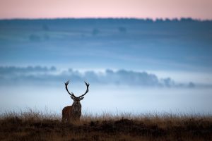 Lone red deer stag - Peak District Wildlife Photography