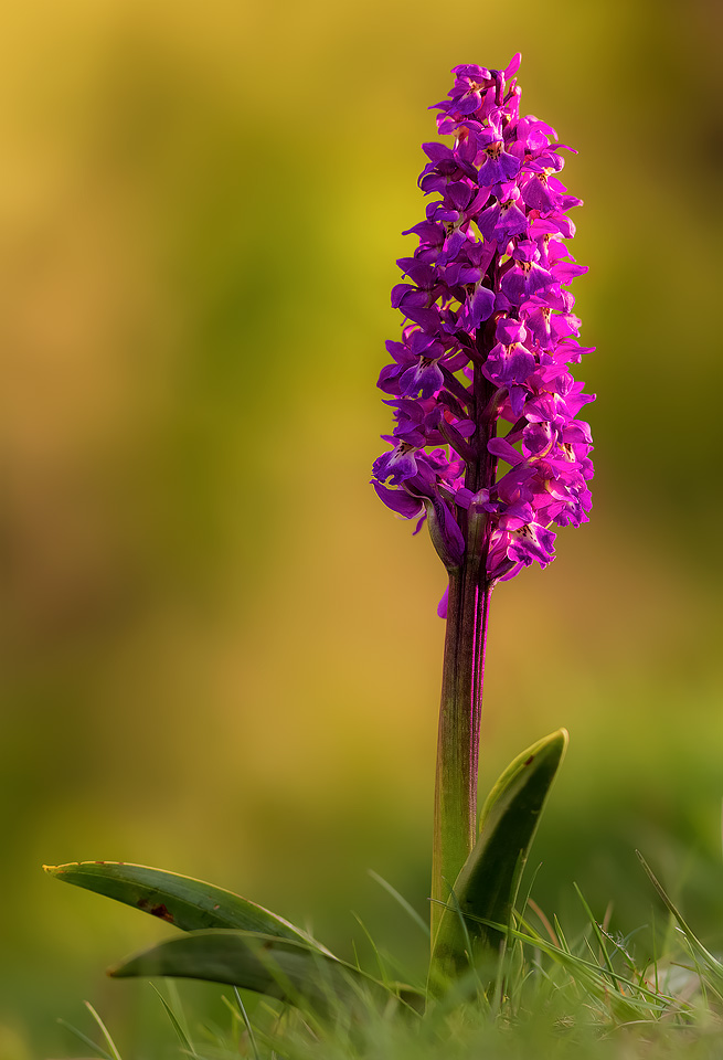 Early Purple Orchid, Cressbrook Dale, Derbyshire - Peak District Nature Photography