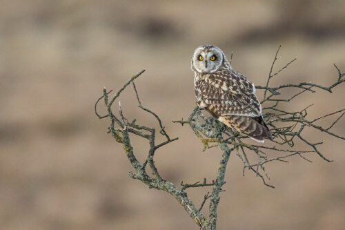 Short-eared owl perched in a windswept old tree on the Eastern Moors of the Peak District National Park.