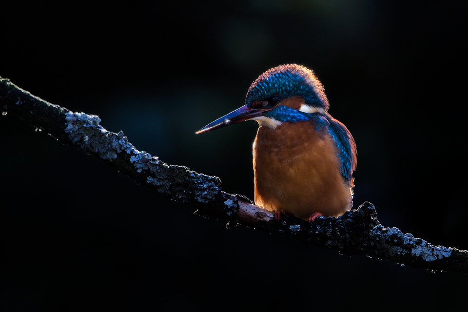 Backlit kingfisher portrait. Luckily on this occasion this male kingfishers chosen perch was illuminated by the morning sunshine with the background in shade, so I was able to expose for the highlights to create this moody portrait.