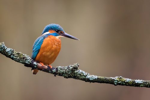 Kingfisher perched on a lichen covered branch - Peak District Wildlife Photography