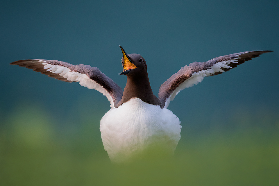 Displaying Guillemot