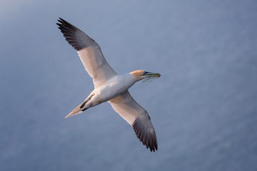 Gannet in flight