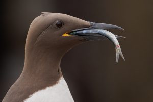 Guillemot With Fish