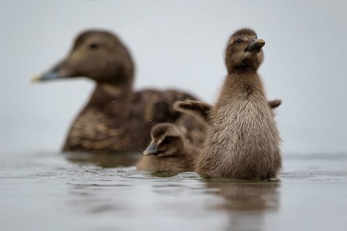 Eider Duck Family