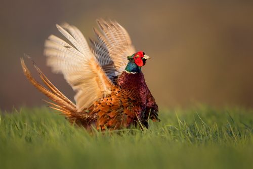 Pheasant Displaying - Peak District Wildlife Photography