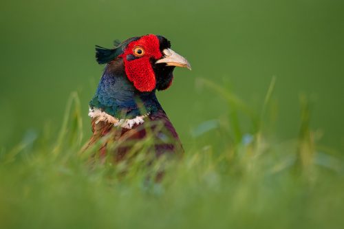 Male Pheasant in long grass - Peak District Wildlife Photography
