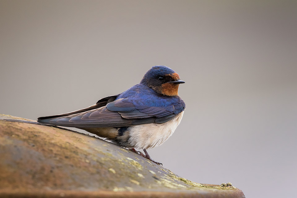 Swallow - Peak District Wildlife Photography