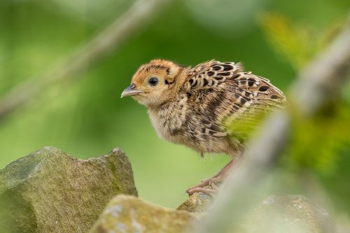 Baby Pheasant on a drystone wall - Peak District Wildlife Photography