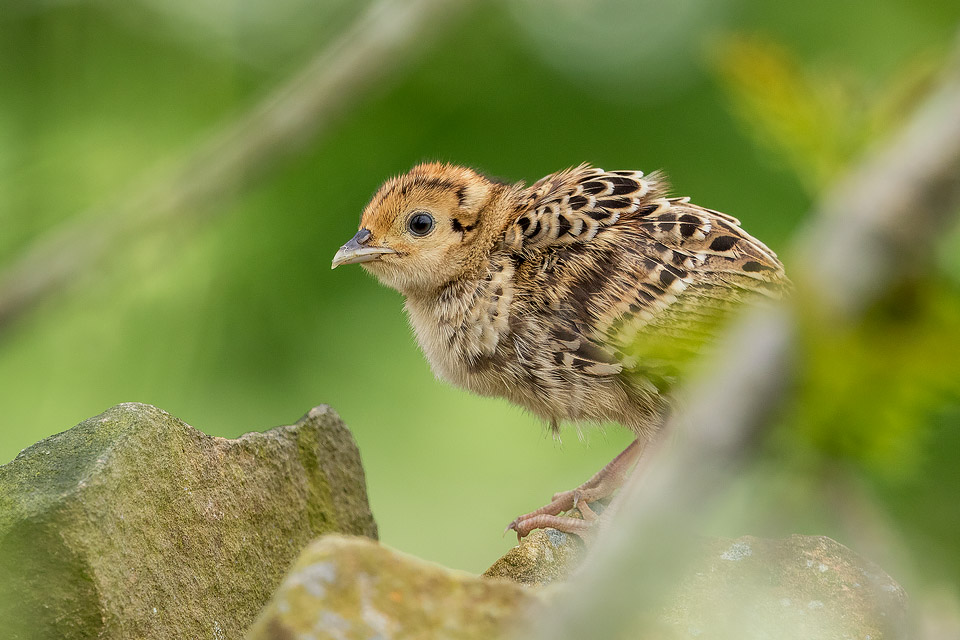 Baby Pheasant - Peak District Wildlife Photography