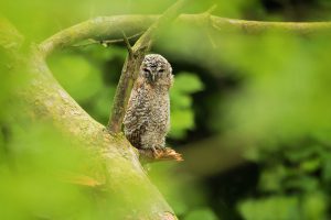 Tawny Owlet