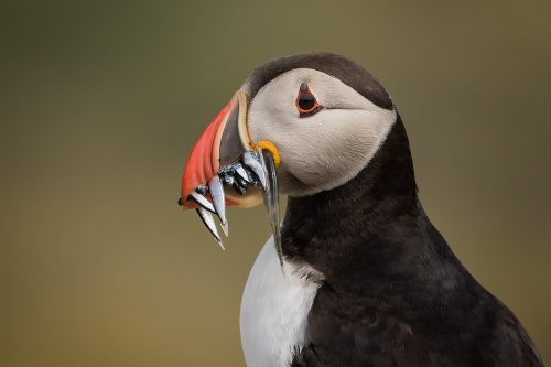 Puffin with a beak full of Sand eels.