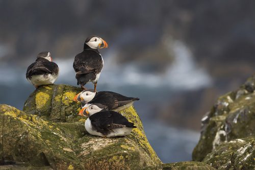 Group of Puffins