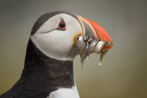 Puffin With Sand eels - British Wildlife photography