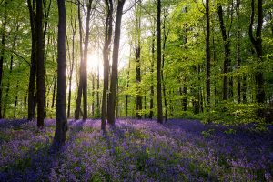 Clumber Park Bluebell Wood - Prints for sale