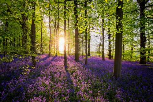 Bluebell Woods at sunset - Nottinghamshire Photography