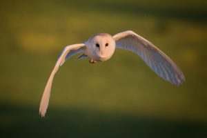 Barn Owl Hunting - Peak District Wildlife Photography cards