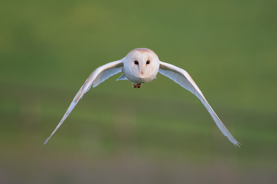 Barn Owl mid Flight