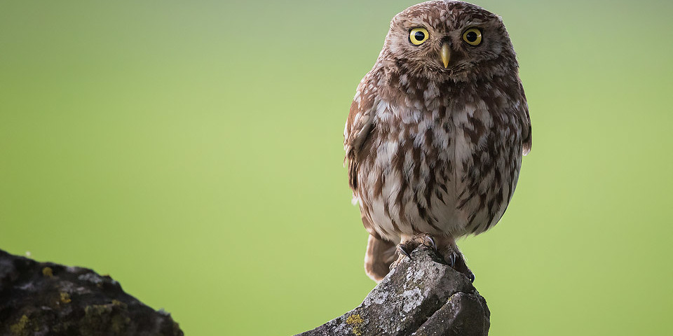 Little Owl Portrait