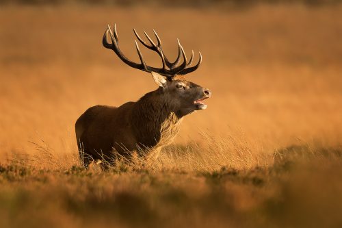 Bellowing Stag Peak District Wildlife Photography