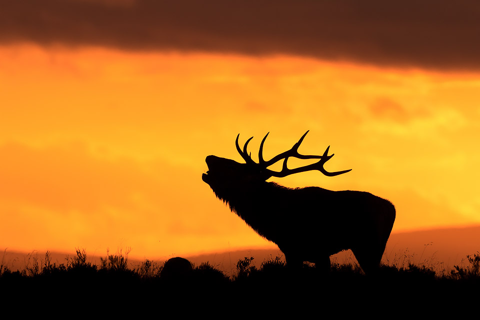 Stag Silhouette - Peak District Wildlife Photography