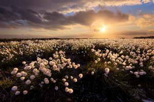Cotton Grass sunset - Peak District photography prints