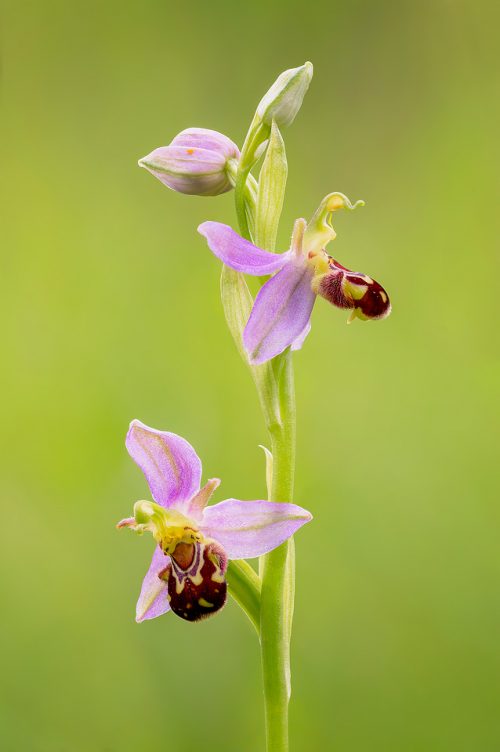 Bee Orchid