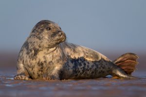 Grey Seal Mermaid - British Wildlife photography