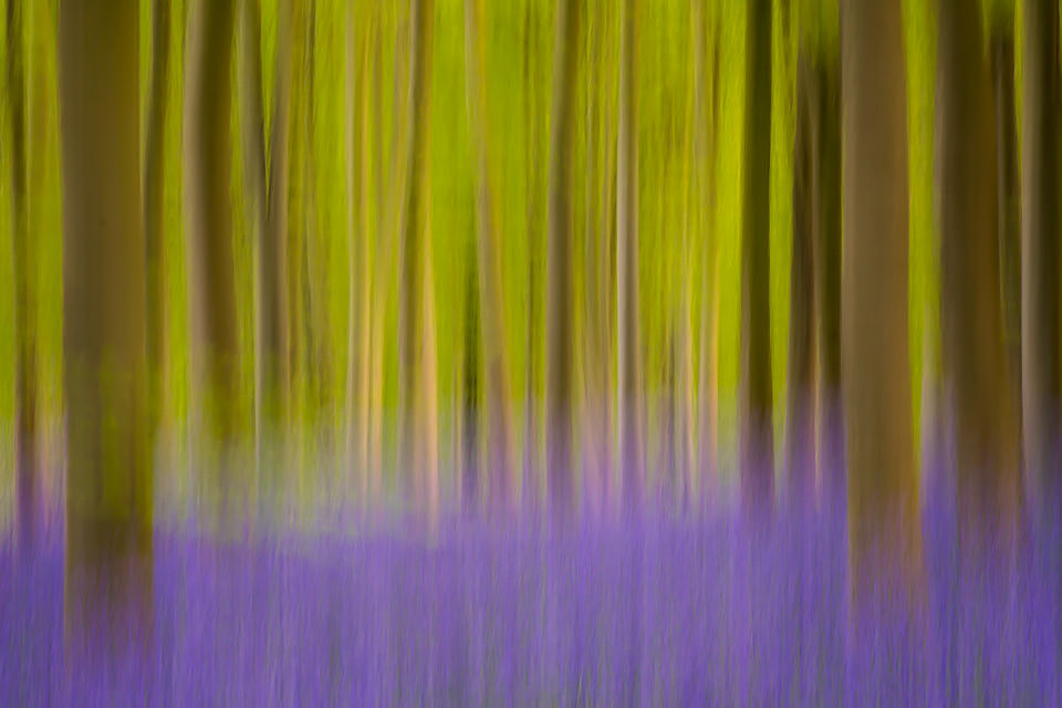 Abstract Bluebell Woods