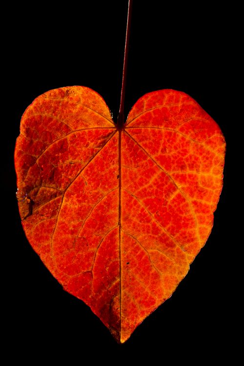 Frosty Autumn Leaf